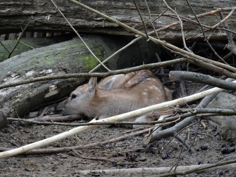 Milu-Jungtier am 28. April 2017 im Zoologischen Garten der Stadt Wuppertal