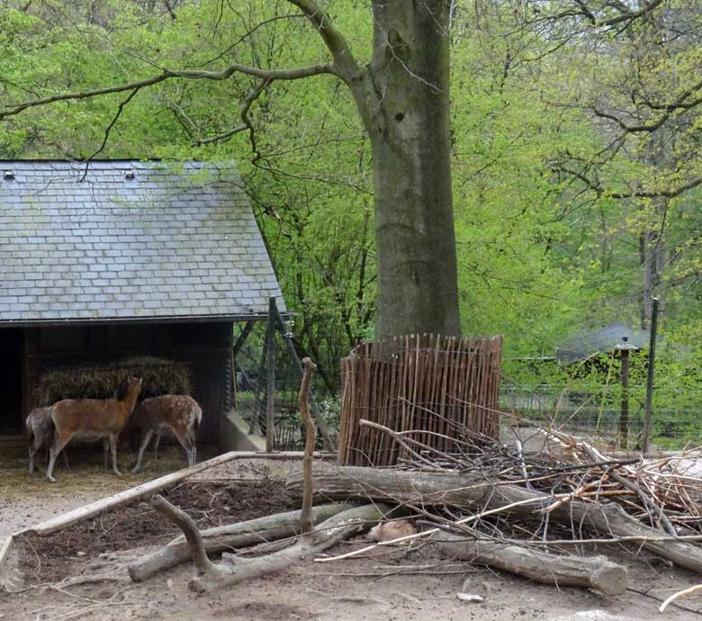 Milu-Jungtier am 28. April 2017 im Grünen Zoo Wuppertal