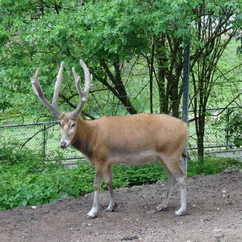 Davidshirsch am 1. Mai 2017 auf der bisherigen Milu-Anlage im Grünen Zoo Wuppertal