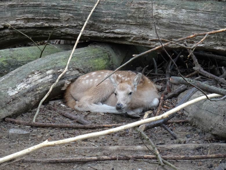 Davidshirsch Jungtier am 1. Mai 2017 auf der bisherigen Milu-Anlage im Wuppertaler Zoo