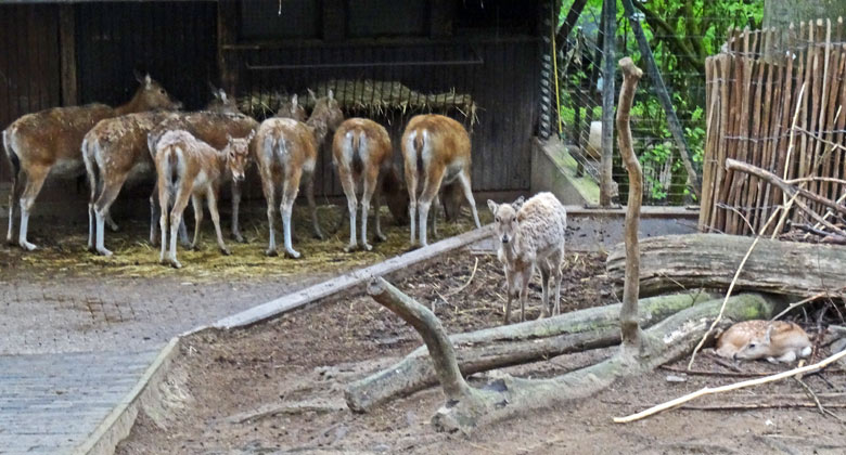 Parade der weiblichen Davidshirsche mit Jungtieren am 1. Mai 2017 auf der bisherigen Milu-Anlage im Zoo Wuppertal