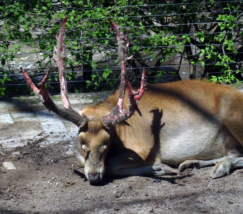 Davidshirsch mit blutigem Geweih am 6. Mai 2017 im Zoologischen Garten der Stadt Wuppertal