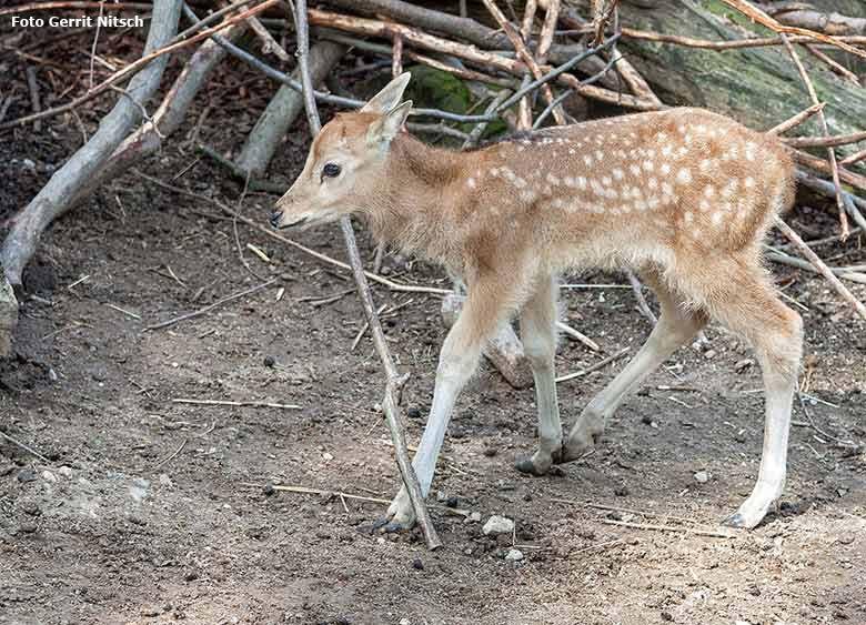 Milu-Jungtier am 6. Mai 2017 im Zoo Wuppertal (Foto Gerrit Nitsch)