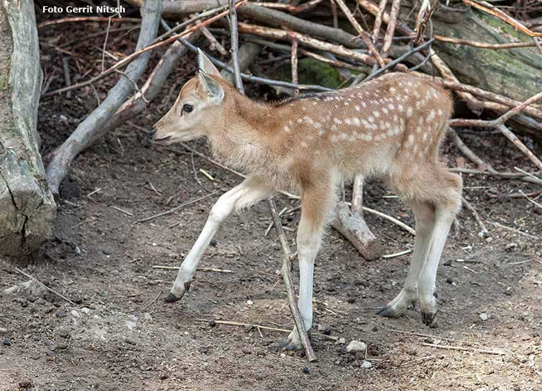 Milu-Jungtier am 6. Mai 2017 im Zoologischen Garten der Stadt Wuppertal (Foto Gerrit Nitsch)