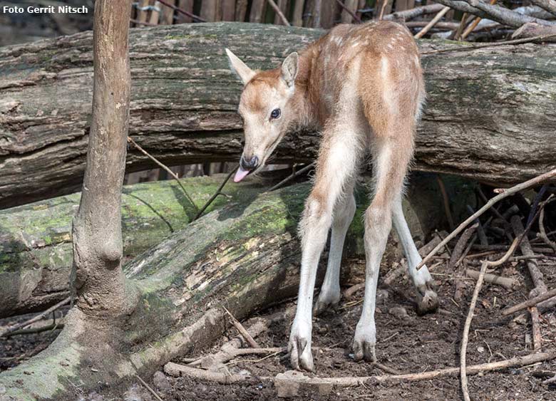 Milu-Jungtier am 6. Mai 2017 im Grünen Zoo Wuppertal (Foto Gerrit Nitsch)