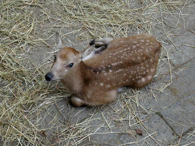 Milu-Jungtier am 24. Mai 2017 im Zoologischen Garten der Stadt Wuppertal