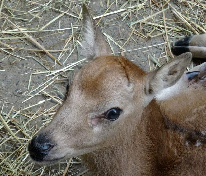 Milu-Jungtier am Tag seiner Geburt im Wuppertaler Zoo