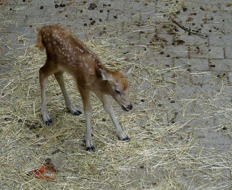 Milu-Jungtier am 24. Mai 2017 im Grünen Zoo Wuppertal