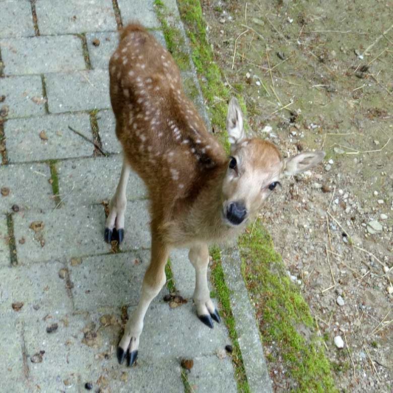 Milu-Jungtier am 24. Mai 2017 im Zoo Wuppertal