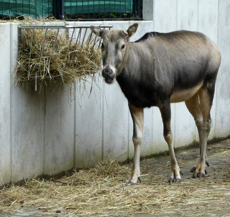 Milu am 21. September 2017 in der neuen Miluanlage im Zoo Wuppertal