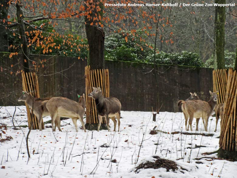 Davidshirsche Mitte Dezember 2017 im neuen Waldgehege im Grünen Zoo Wuppertal (Pressefoto Andreas Haeser-Kalthoff - Der Grüne Zoo Wuppertal)