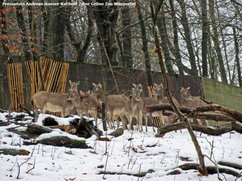 Milus Mitte Dezember 2017 im neuen Miluwald im Zoologischen Garten Wuppertal (Pressefoto Andreas Haeser-Kalthoff - Der Grüne Zoo Wuppertal)