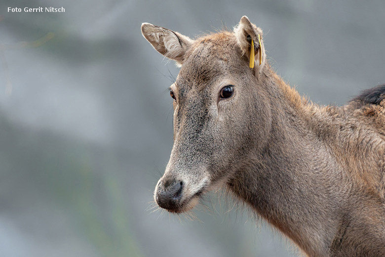 Milu am 16. Dezember 2017 im neuen Waldgehege im Zoo Wuppertal (Foto Gerrit Nitsch)