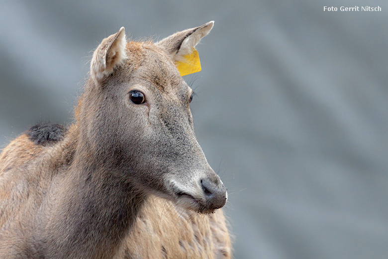 Milu am 16. Dezember 2017 im neuen Waldgehege im Zoologischen Garten der Stadt Wuppertal (Foto Gerrit Nitsch)