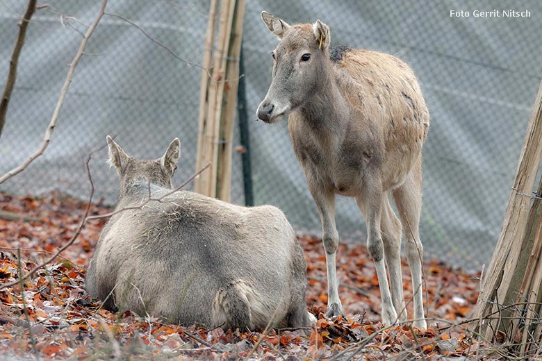 Zwei Milus am 16. Dezember 2017 im neuen Waldgehege im Wuppertaler Zoo (Foto Gerrit Nitsch)