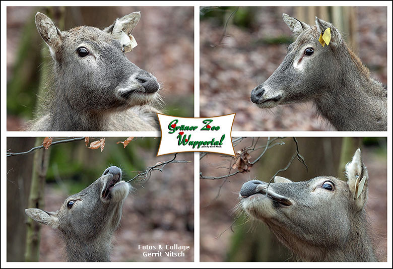 Milus am 29. Dezember 2017 im neuen Waldgehege im Grünen Zoo Wuppertal (Fotos und Collage Gerrit Nitsch)