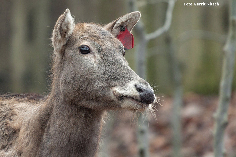 Milus am 30. Januar 2018 auf der neuen Milu-Anlage im Zoo Wuppertal (Foto Gerrit Nitsch)