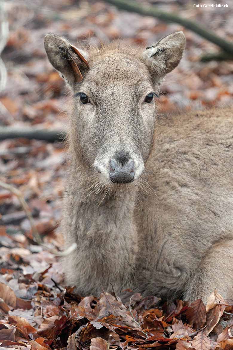 Milus am 30. Januar 2018 auf der neuen Milu-Anlage im Zoo Wuppertal (Foto Gerrit Nitsch)