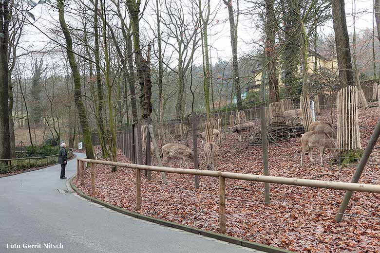 Milus am 30. Januar 2018 auf der neuen Milu-Anlage im Zoo Wuppertal (Foto Gerrit Nitsch)