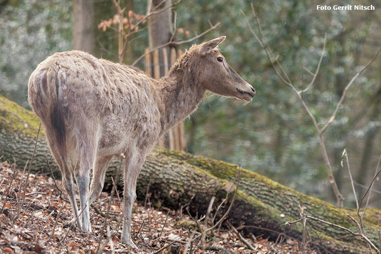 Milu am 24. März 2018 im Miluwald im Grünen Zoo Wuppertal (Foto Gerrit Nitsch)