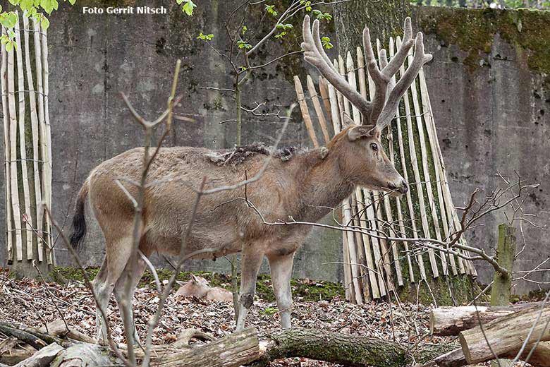 Davidshirsch mit Jungtier am 16. April 2018 im Miluwald im Zoologischen Garten Wuppertal (Foto Gerrit Nitsch)