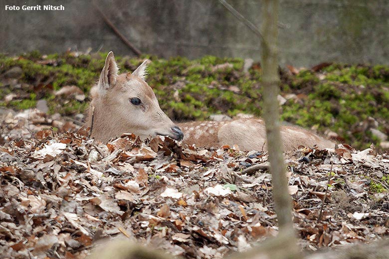 Milu-Jungtier am Tag seiner Geburt, dem 16. April 2018, im Miluwald im Grünen Zoo Wuppertal (Foto Gerrit Nitsch)