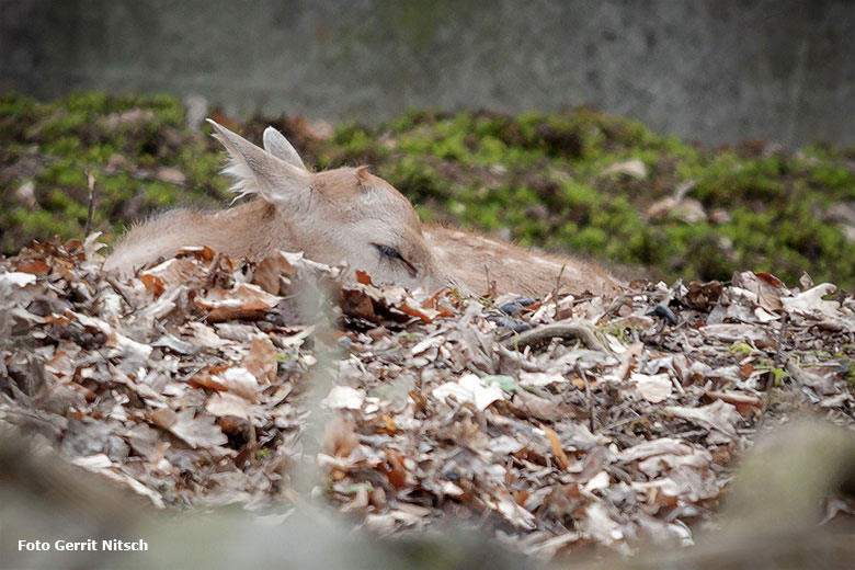 Milu-Jungtier am Tag seiner Geburt, dem 16. April 2018, im Miluwald im Zoo Wuppertal (Foto Gerrit Nitsch)