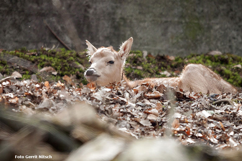 Milu-Jungtier am Tag seiner Geburt, dem 16. April 2018, im Miluwald im Zoologischen Garten der Stadt Wuppertal (Foto Gerrit Nitsch)