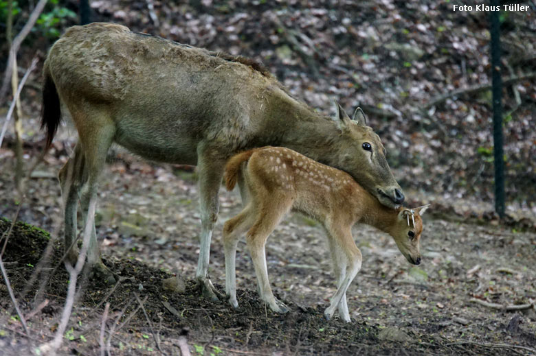 Milu-Weibchen mit Jungtier am 28. April 2018 im Miluwald im Wuppertaler Zoo (Foto Klaus Tüller)