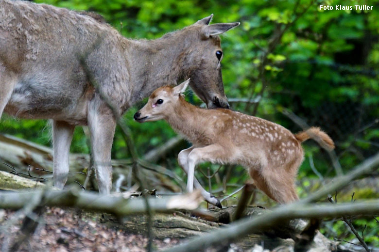 Milu-Weibchen mit Jungtier am 28. April 2018 im Miluwald im Grünen Zoo Wuppertal (Foto Klaus Tüller)