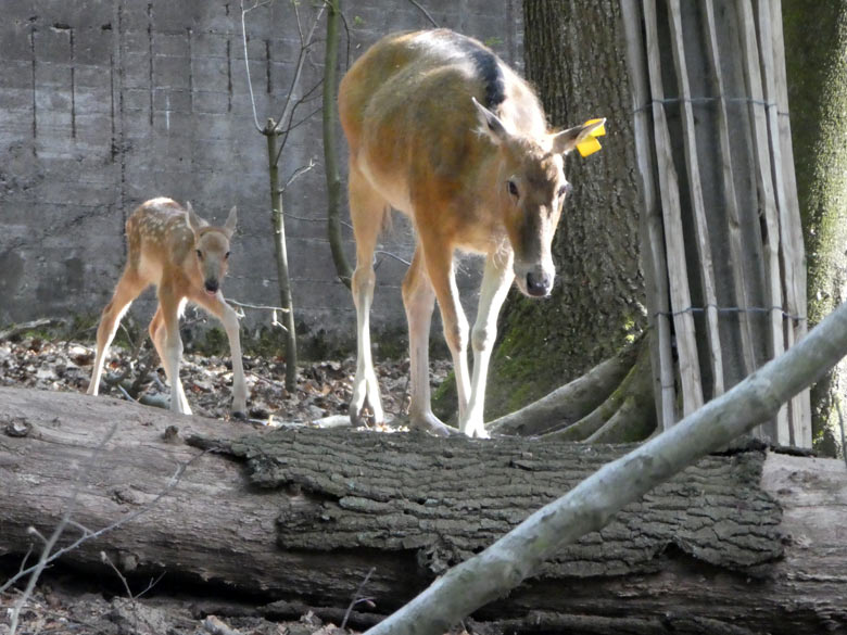 Das wenige Tage junge Milu-Jungtier am 21. Mai 2018 mit seiner Milu-Mutter im Miluwald im Wuppertaler Zoo