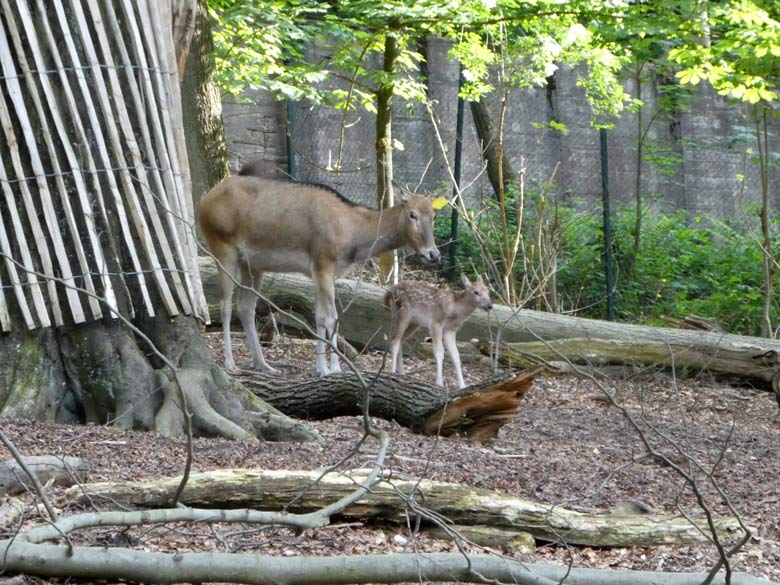 Das wenige Tage alte Milu-Jungtier am 21. Mai 2018 mit seiner Milu-Mutter im Miluwald im Grünen Zoo Wuppertal