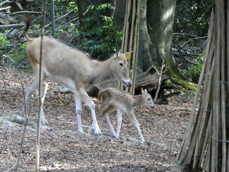 Das wenige Tage junge Milu-Jungtier am 21. Mai 2018 mit seiner Milu-Mutter im Miluwald im Zoologischen Garten Wuppertal