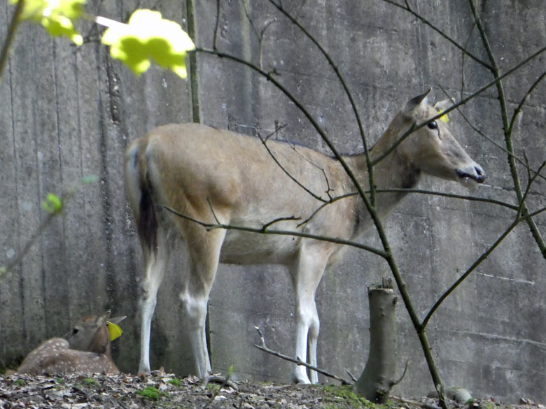 Das am 19. Mai 2018 geborene Milu-Jungtier am 25. Mai 2018 im Vorgehege des Milu-Stallgebäudes im Zoo Wuppertal