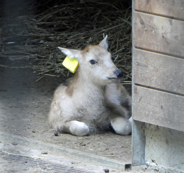 Das am 19. Mai 2018 geborene Milu-Jungtier am 25. Mai 2018 im Vorgehege des Milu-Stallgebäudes im Zoo Wuppertal