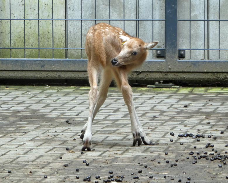 Das am 19. Mai 2018 geborene Milu-Jungtier am 25. Mai 2018 im Vorgehege des Milu-Stallgebäudes im Zoo Wuppertal