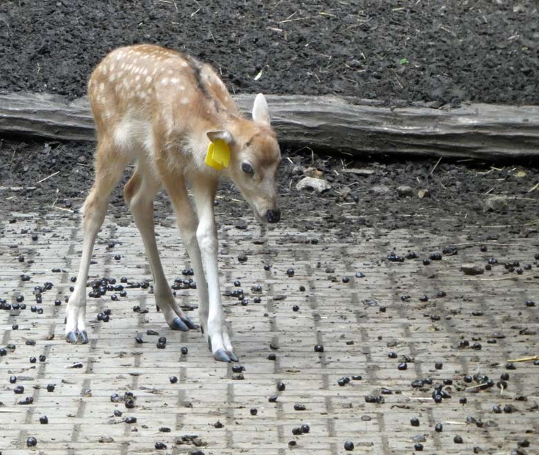 Das am 19. Mai 2018 geborene Milu-Jungtier am 25. Mai 2018 im Vorgehege des Milu-Stallgebäudes im Zoo Wuppertal