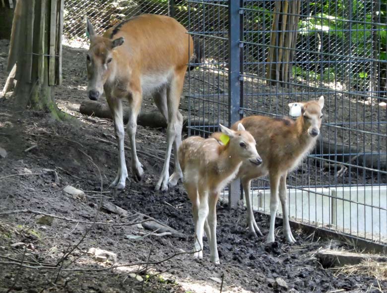 Das am 19. Mai 2018 geborene Milu-Jungtier neben dem am 16. April 2018 geborenen Milu-Jungtier am 26. Mai 2018 im Miluwald im Zoo Wuppertal