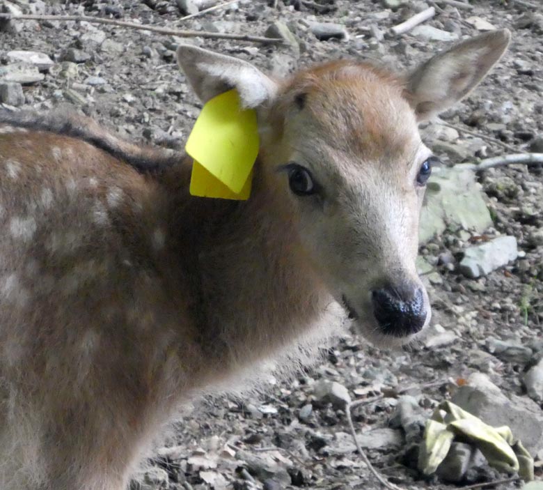 Das am 19. Mai 2018 geborene Milu-Jungtier am 26. Mai 2018 im Miluwald im Wuppertaler Zoo