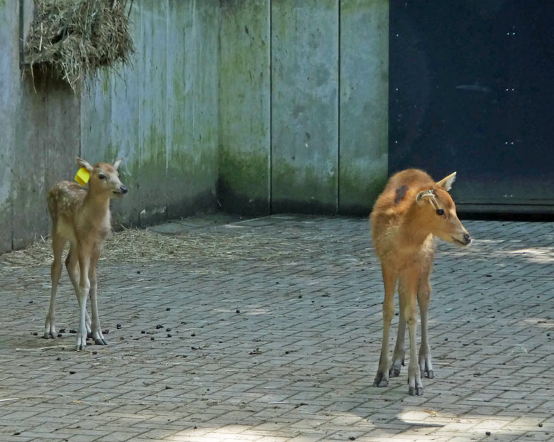 Das am 19. Mai 2018 geborene Milu-Jungtier neben dem am 16. April 2018 geborenen Milu-Jungtier am 26. Mai 2018 im Vorgehege des Milu-Stallgebäudes im Zoologischen Garten der Stadt Wuppertal