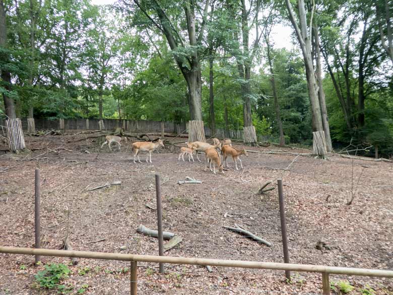 Milus am 23. Juni 2018 im Miluwald im Grünen Zoo Wuppertal