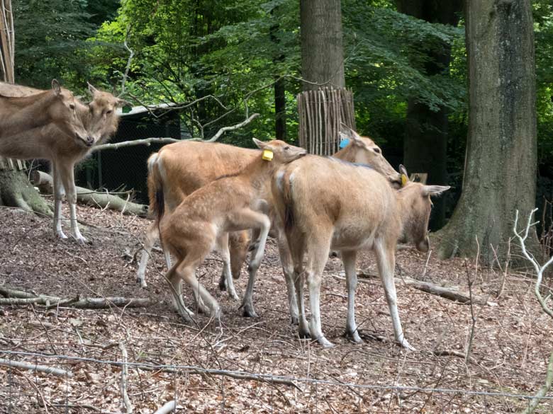 Milus am 23. Juni 2018 im Miluwald im Zoo Wuppertal