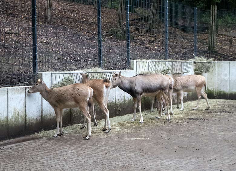 Sechs Heuraufen am 3. Oktober 2018 im Vorgehege der Milus im Grünen Zoo Wuppertal