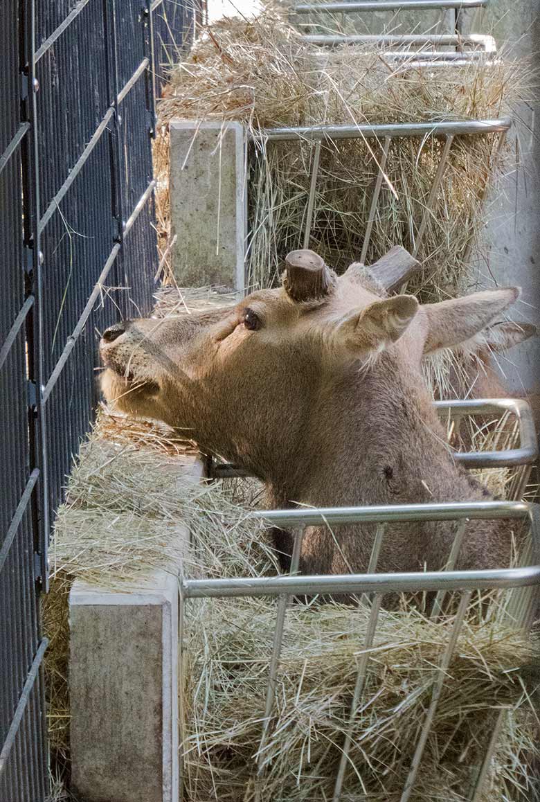 Milu-Hirsch zwischen den Heuraufen am 6. Oktober 2018 im Vorgehege der Milus im Wuppertaler Zoo