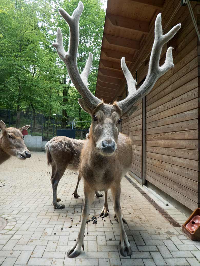 Milu-Hirsch am 29. April 2019 im Vorgehege des neuen Milu-Stalls am Milu-Wald im Grünen Zoo Wuppertal