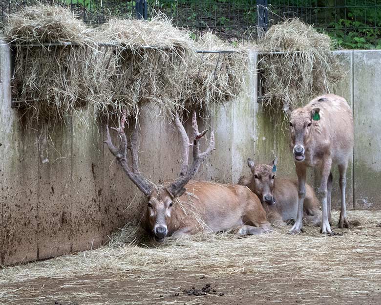 Drei Milus am 18. Mai 2019 im Vorgehege des Milu-Stalls im Grünen Zoo Wuppertal