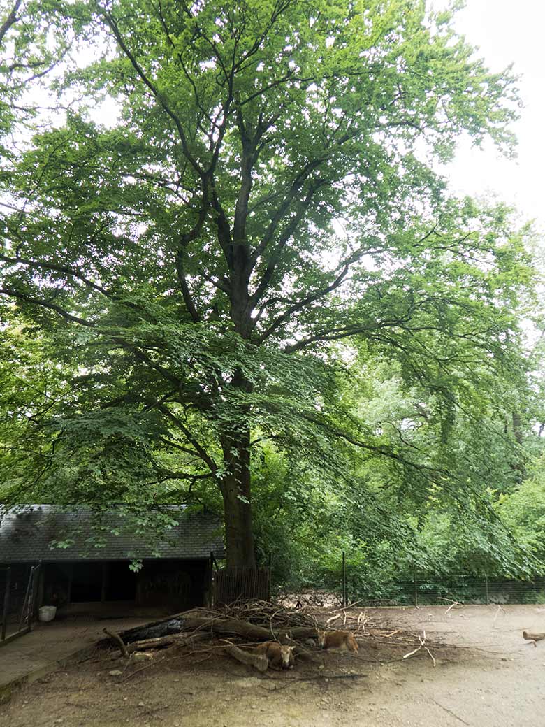 Zwei männliche Milus am 14. Juli 2019 auf der alten Milu-Anlage im Wuppertaler Zoo