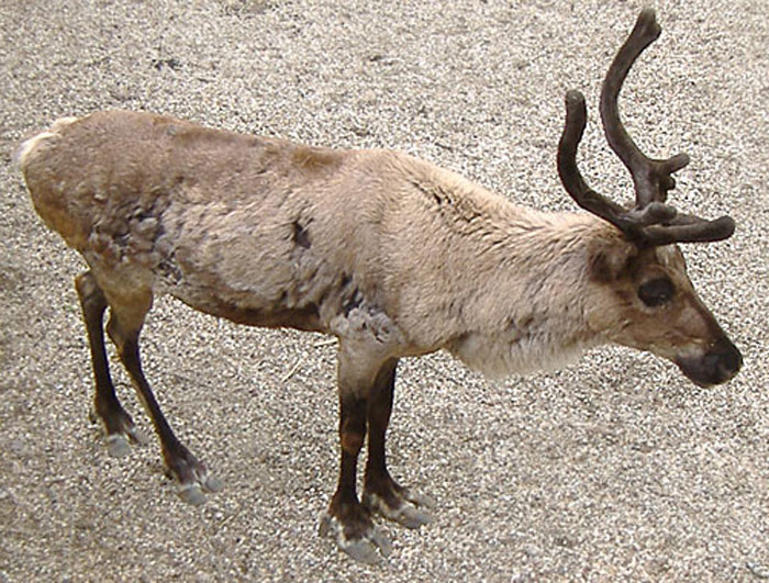 Rentier im Wuppertaler Zoo im Mai 2007