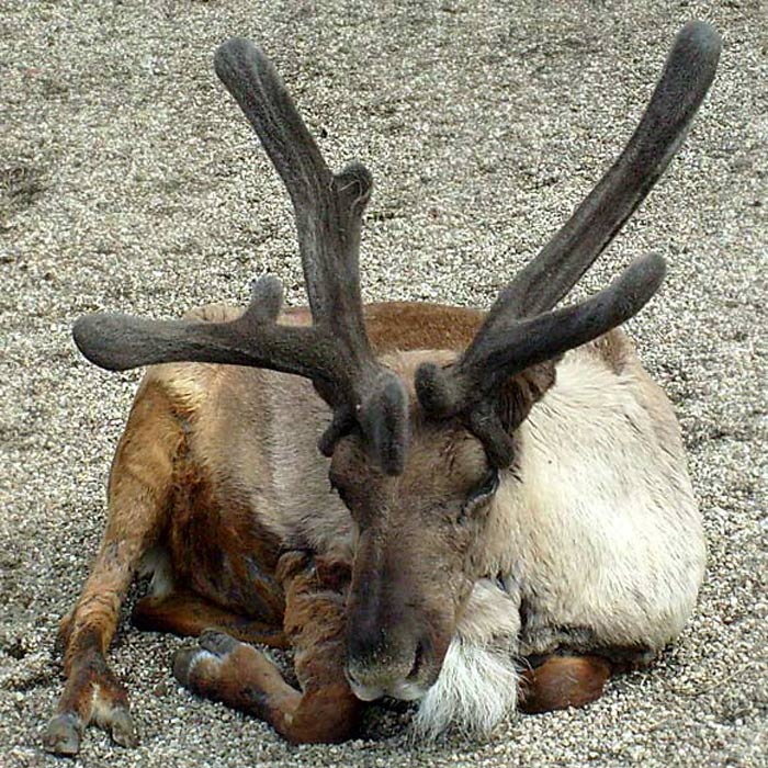 Rentier im Wuppertaler Zoo im April 2008