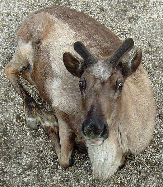 Rentier im Zoo Wuppertal im April 2008